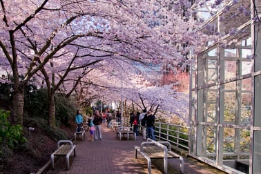 Vancouver Cherry Blossom Photo Hunt 2026